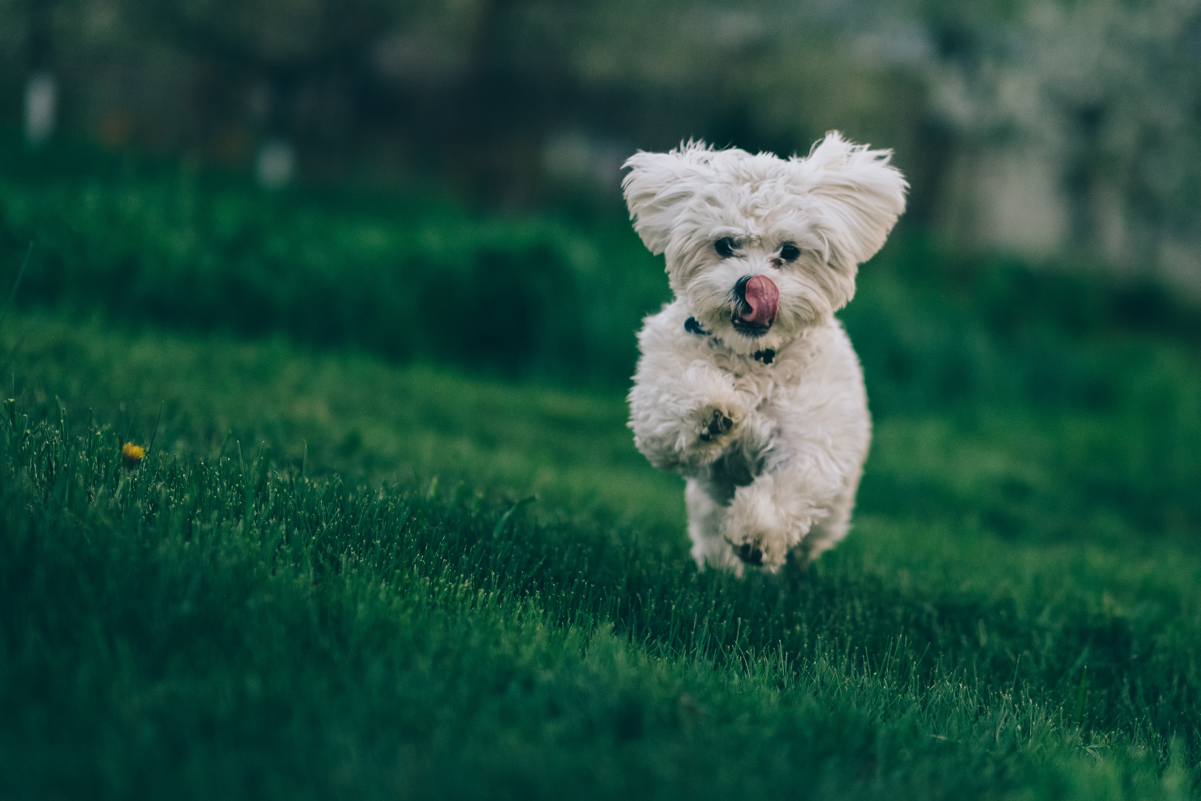 Bichon Frisé Motion